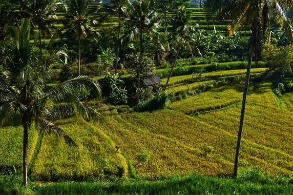Krásné Zelené Údolí Rýžové Terasy Organický Rýžových Polích Horská Krajina — Stock fotografie