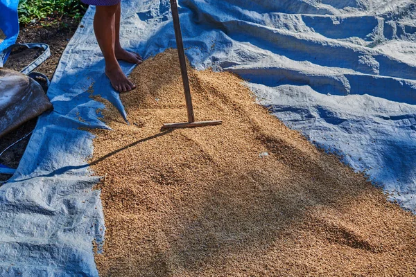 Culture Riz Extérieur Sur Cour Pour Sécher Soleil Prêt Être — Photo