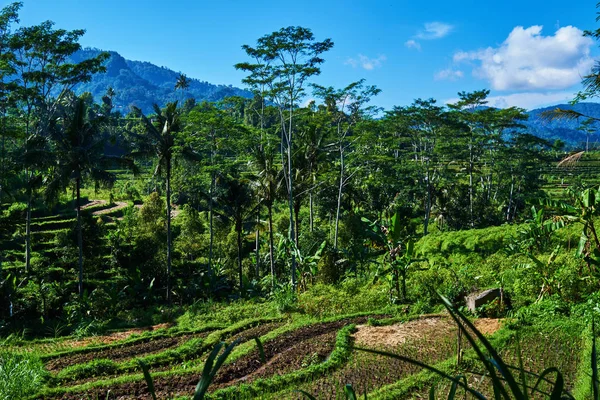 Plantación Campos Arroz Cascada Verde Paisaje Hermosa Escena Terraza Arroz — Foto de Stock