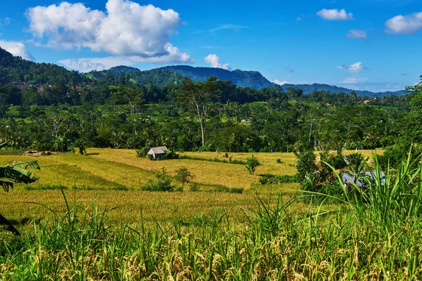 Beautiful landscape view of the yellow terraces on the blue sky background. Rice fields prepare the harvest. Agriculture farm. The village is in a valley among the rice terraces. Rice cultivation.