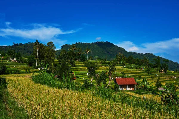 Rice Terraces Traditional Houses Fields Valley Hills Rice Cultivation Beautiful — Stock Photo, Image