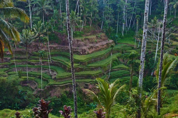 Belo Vale Verde Com Terraços Arroz Campos Arrozais Orgânicos Paisagem — Fotografia de Stock