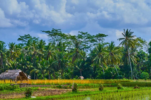 Festői Vidéki Táj Bali Rizsföldek Színes Természetben Szépség Világ Zöld — Stock Fotó