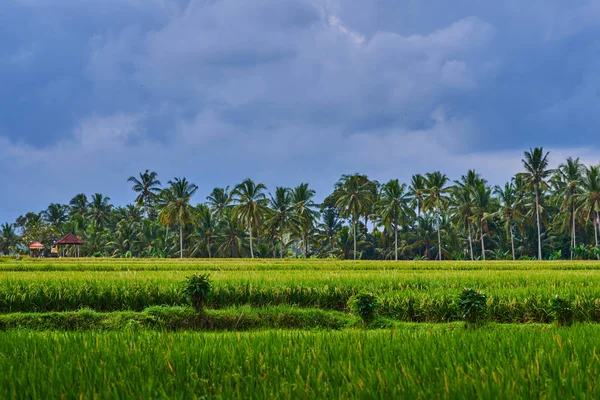 风景如画的乡村风光 巴厘岛稻田 颜色的性质 美丽的世界 绿色的被蚀的田野和蓝天与云彩在背景 — 图库照片