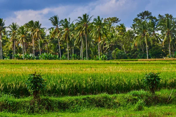 风景如画的乡村风光 巴厘岛稻田 颜色的性质 美丽的世界 绿色的被蚀的田野和蓝天与云彩在背景 — 图库照片