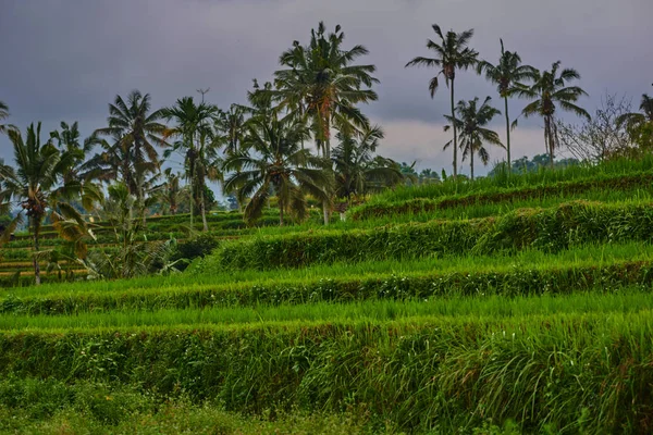 Rýžové Pole Zelené Trávy Obloha Zamračeno Přepínač Šířku Terraces Tradiční — Stock fotografie