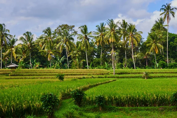 Beautiful landscape view of the yellow terraces on the blue sky background. Rice fields prepare the harvest. Agriculture farm. The village is in a valley among the rice terraces. Rice cultivation.