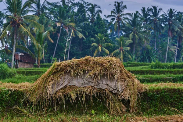 Rice straw hay in paddy field. Harvested paddy rice field, dried straw under the sunlight of harvest season. Straw after harvest. Rice cultivation. Agriculture concept. Harvesting time. Farm, paddy.