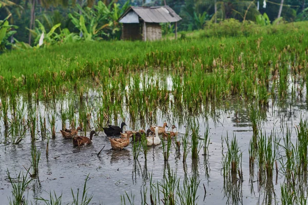 Canards Dans Rizière Sur Fond Rizières Maisons Fermiers Groupe Canards — Photo