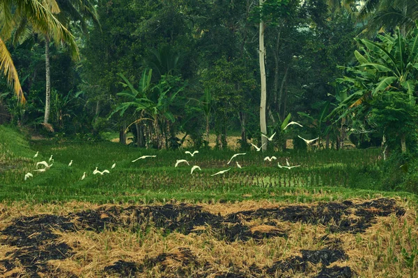 Brûler Les Producteurs Chaume Paille Lorsque Récolte Est Terminée Riz — Photo