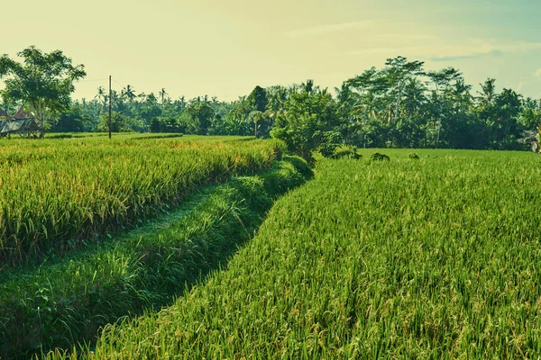 lose up of yellow green rice field. Autumn rice field of good harvest. Agriculture. Harvesting time. Farm, paddy field. Mature harvest. Lush gold fields of the countryside. Organic food.