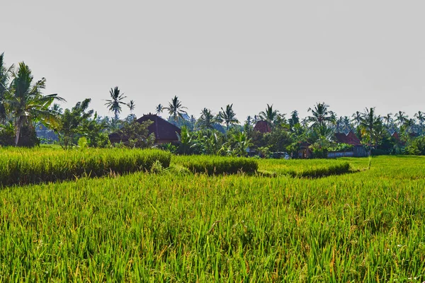 lose up of yellow green rice field. Autumn rice field of good harvest. Agriculture. Harvesting time. Farm, paddy field. Mature harvest. Lush gold fields of the countryside. Organic food.