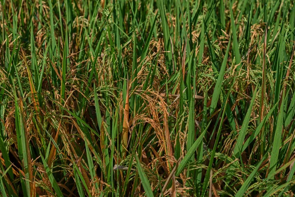 Agricultura Tiempo Cosecha Granja Campo Arroz Picos Arroz Una Zona —  Fotos de Stock