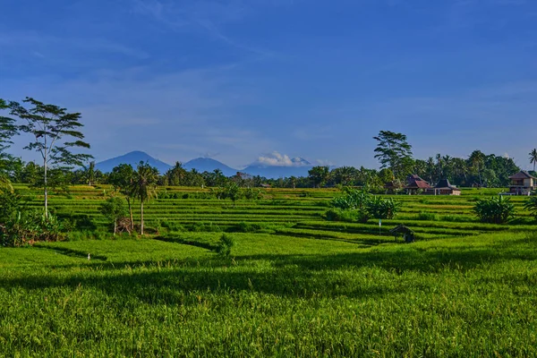 Traditional house in the green fields of fresh green grass and rice plantation terraces in Ubud, Bali, Indonesia. Beautiful view of the rice field on the blue sky and white cloud background.