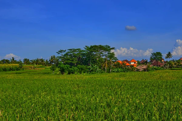 Yeşil Alanlar Taze Yeşil Çim Pirinç Plantasyon Teraslar Ubud Bali — Stok fotoğraf