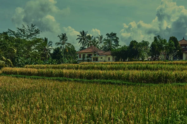 lose up of yellow green rice field. Autumn rice field of good harvest. Agriculture. Harvesting time. Farm, paddy field. Mature harvest. Lush gold fields of the countryside. Organic food.