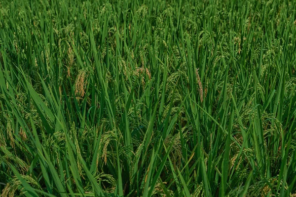 Agricultura Tiempo Cosecha Granja Campo Arroz Picos Arroz Una Zona —  Fotos de Stock