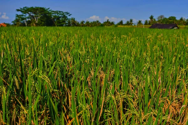 Lose Yellow Green Rice Field Autumn Rice Field Good Harvest Stock Picture