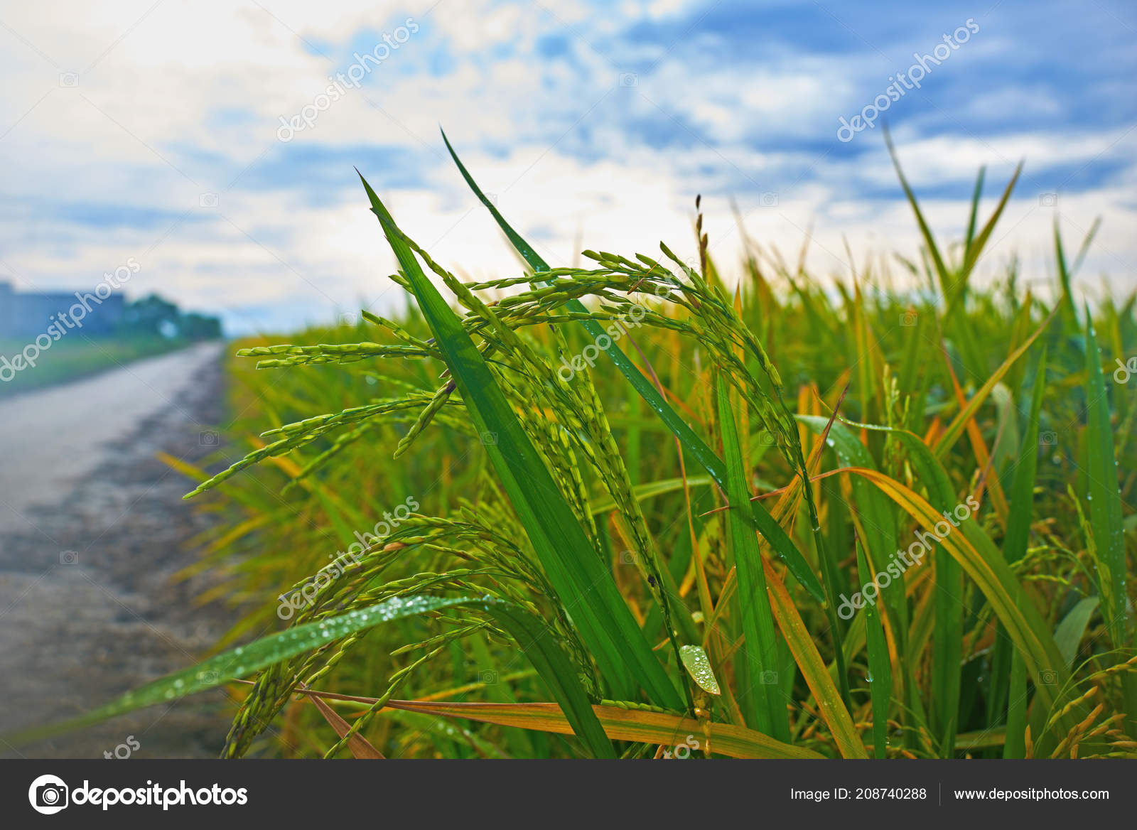 Petani Di Lapangan Stok Foto