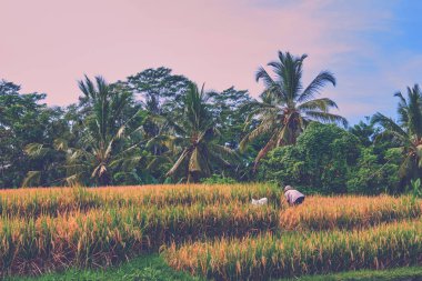 Tarım, altın pirinç tarlaları ve Teras. Doğa ve manzara. Sonbahar sezonu. Zaman hasat. Çiftçilerin geleneksel yöntemle ürün hasat, orak kullanın. Kırsal plantasyon içinde çalışma.