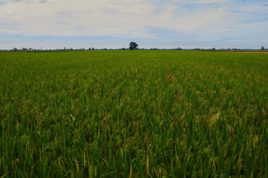 kadar sarı yeşil pirinç alan kaybetmek. İyi hasat sonbahar pirinç tarlası. Tarım. Zaman hasat. Çiftliği, paddy alan. Olgun hasat. Kırsal yemyeşil altın sahası. Organik gıda. 