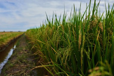 kadar sarı yeşil pirinç alan kaybetmek. İyi hasat sonbahar pirinç tarlası. Tarım. Zaman hasat. Çiftliği, paddy alan. Olgun hasat. Kırsal yemyeşil altın sahası. Organik gıda. 
