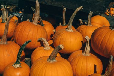 Kabak yığını. Bir sonbahar hasat dan büyük turuncu kabak. Sonbahar kabak kabak yama satışa yığını. Ekran açık piyasada sonbaharda hasat. Parlak sonbahar arka plan.