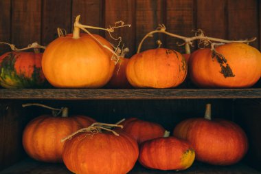 Rustik antika arka plan farklı kabak ile. Taze, parlak turuncu, Olgun, ham organik kabaklar rustik ahşap arka plan üzerinde. Sonbahar piyasada renkli kabak koleksiyonu. Sonbaharda hasat.