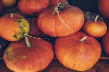 Kabak yığını. Bir sonbahar hasat dan büyük turuncu kabak. Sonbahar kabak kabak yama satışa yığını. Ekran açık piyasada sonbaharda hasat. Parlak sonbahar arka plan.