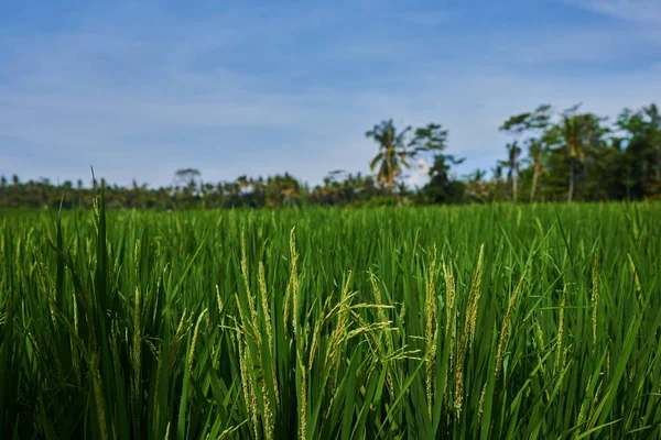 Beras Lapangan Rumput Hijau Langit Berawan Lanskap Terraces Tradisional Budidaya — Stok Foto