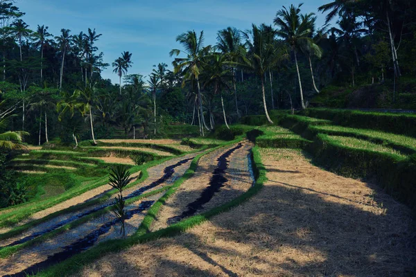 lose up of yellow green rice field. Autumn rice field of good harvest. Agriculture. Harvesting time. Farm, paddy field. Mature harvest. Lush gold fields of the countryside. Organic food.