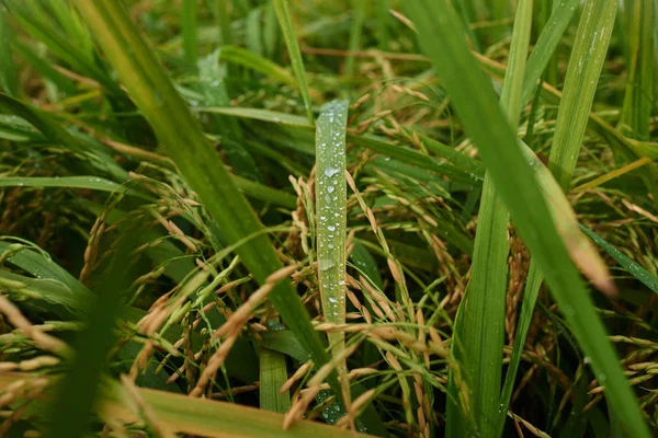 Mezőgazdaság Betakarítási Idő Farm Paddy Field Rizs Tüskék Egy Arany — Stock Fotó