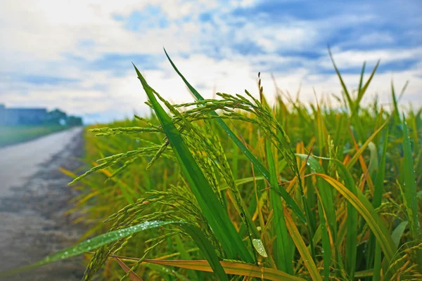 Perder Até Campo Arroz Verde Amarelo Campo Arroz Outono Boa — Fotografia de Stock