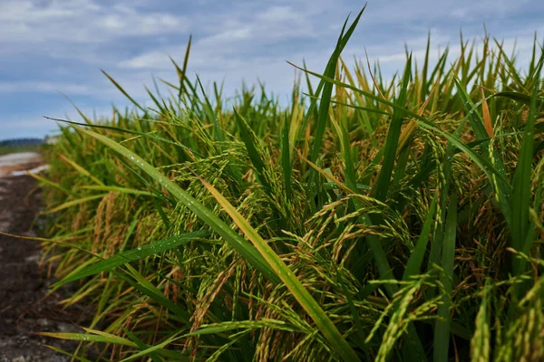 lose up of yellow green rice field. Autumn rice field of good harvest. Agriculture. Harvesting time. Farm, paddy field. Mature harvest. Lush gold fields of the countryside. Organic food.