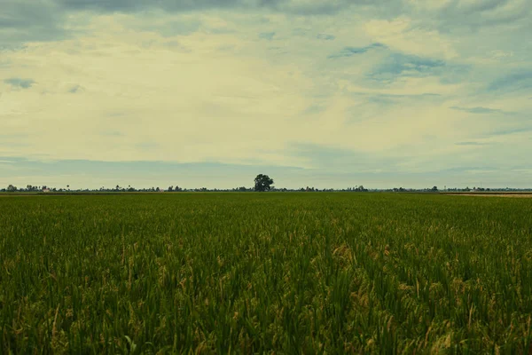 lose up of yellow green rice field. Autumn rice field of good harvest. Agriculture. Harvesting time. Farm, paddy field. Mature harvest. Lush gold fields of the countryside. Organic food.