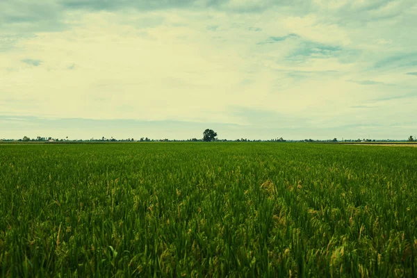 lose up of yellow green rice field. Autumn rice field of good harvest. Agriculture. Harvesting time. Farm, paddy field. Mature harvest. Lush gold fields of the countryside. Organic food.