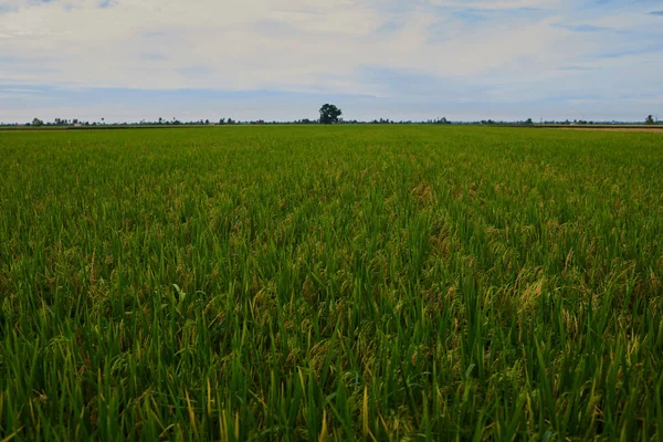 lose up of yellow green rice field. Autumn rice field of good harvest. Agriculture. Harvesting time. Farm, paddy field. Mature harvest. Lush gold fields of the countryside. Organic food.