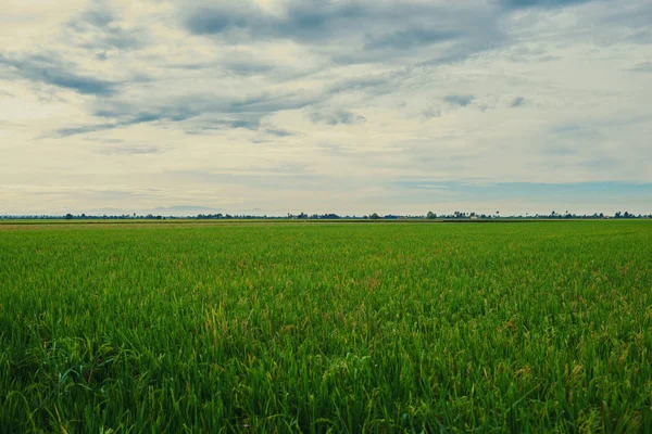 lose up of yellow green rice field. Autumn rice field of good harvest. Agriculture. Harvesting time. Farm, paddy field. Mature harvest. Lush gold fields of the countryside. Organic food.