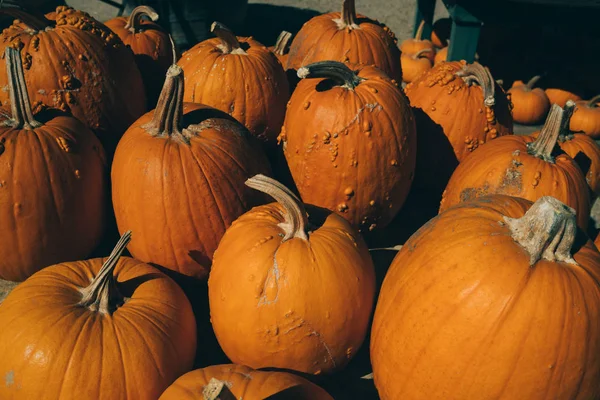 Kürbisstapel Große Orangefarbene Kürbisse Aus Einer Herbsternte Haufen Von Herbstkürbissen — Stockfoto