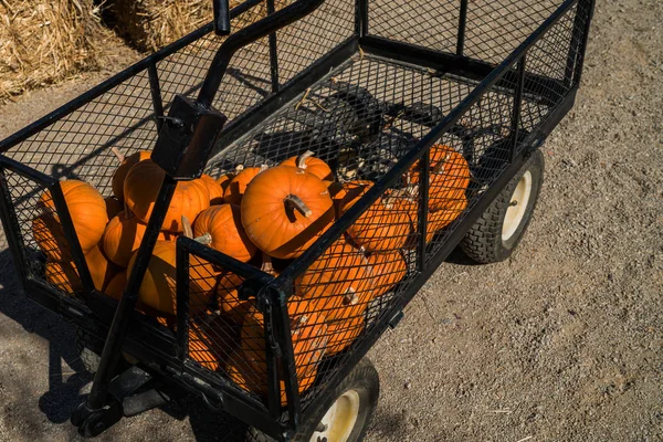 Selecting pumpkin from pumpkin patch in early Autumn. Pumpkins for sale. American farm and barns at autumn. Halloween and autumn background. Pumpkins from the farm on a cart on a Halloween holiday.