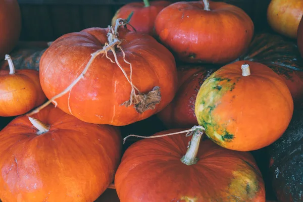 Kürbisstiele Große Orangefarbene Kürbisse Aus Einer Herbsternte Haufen Von Herbstkürbissen — Stockfoto