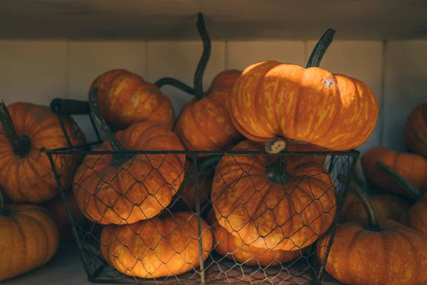 Dużo Dyń Rynku Rolników Odkryty Dynie Orange Halloween Białych Desek — Zdjęcie stockowe