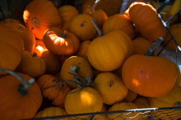 Dużo Dyń Rynku Rolników Odkryty Dynie Orange Halloween Białych Desek — Zdjęcie stockowe