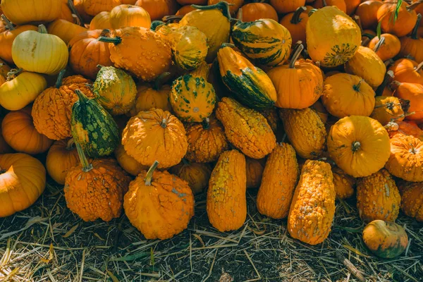 Att Välja Pumpa Pumpa Lappar Början Hösten Pumpor Till Salu — Stockfoto