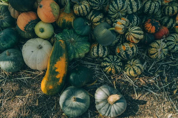 Selecting pumpkin from pumpkin patch in early Autumn. Pumpkins for sale. American farm and barns at autumn. Halloween and autumn background. Pumpkins from the farm on a field on a Halloween holiday.