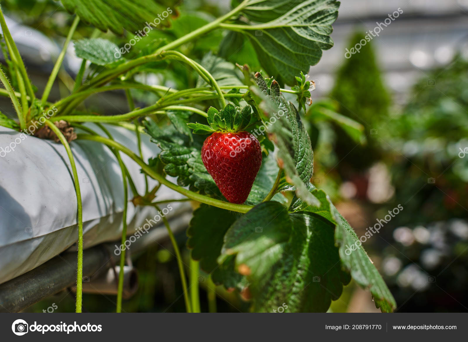 Hydroponics Row Plantation Indoor Strawberries Farm Substrate