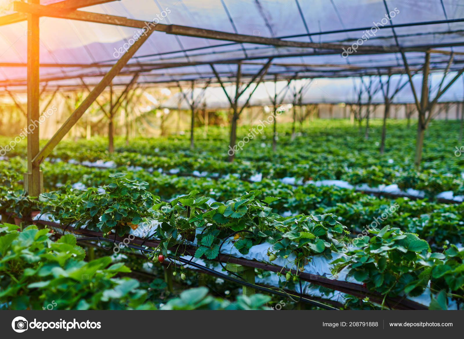 Hydroponics Plant Row Plantation Indoor Strawberries Farm Substrate