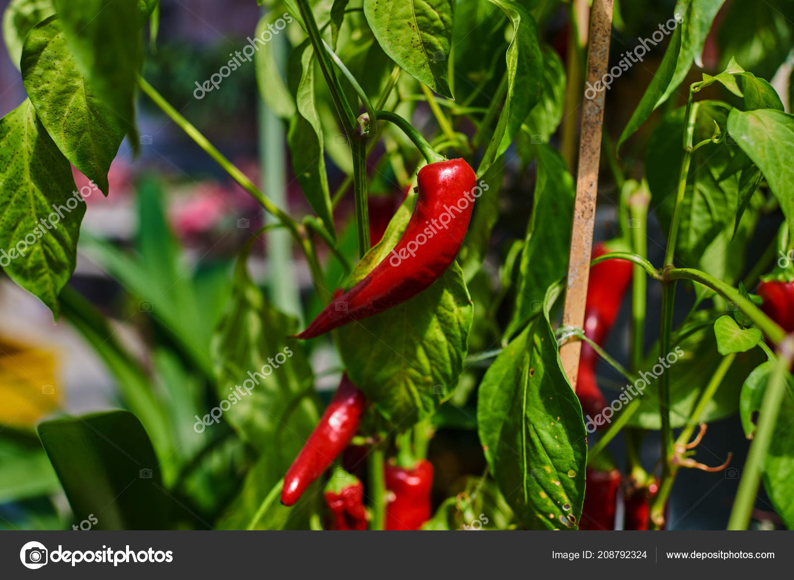 Red Peppers Growing Hydroponic Plantations Peppers Field Autumn Organic