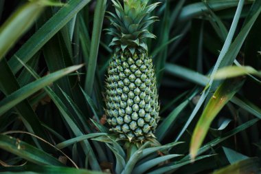 Bir grupta büyüyen tropikal meyve ananas. Yeşil büyüyen ananas bir çiftlikte. Lezzetli tropikal meyve. Tarım ve Sanayi tarım kavramı.