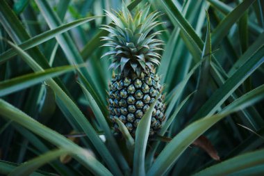 Bir grupta büyüyen tropikal meyve ananas. Yeşil büyüyen ananas bir çiftlikte. Lezzetli tropikal meyve. Tarım ve Sanayi tarım kavramı.